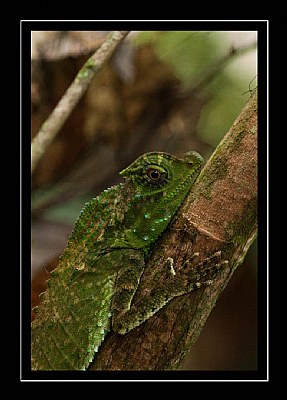 Humped nose lizard @ Kanneliya Rain Forest