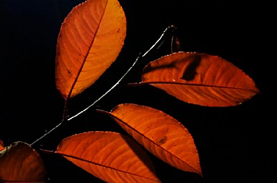 Illuminated leaf, made at 1:32 AM