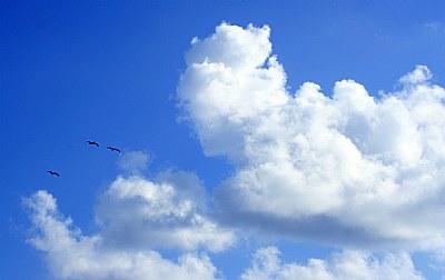 Three Birds & Clouds