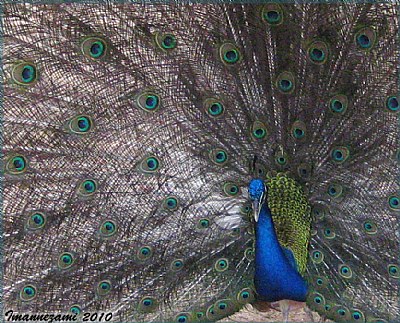 The Peacock