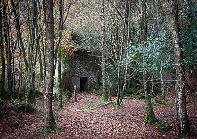 Forest Ruin