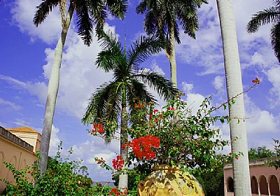 Flowers & Sky at the Museum