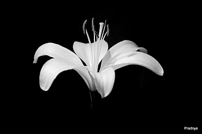 Lily