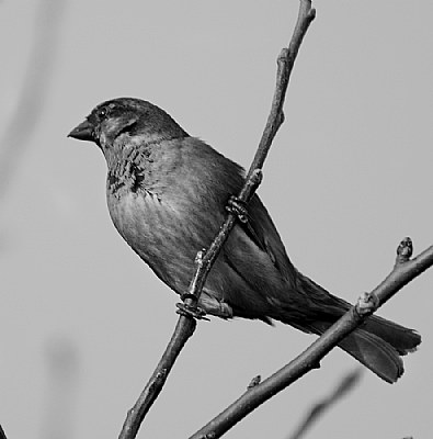 sparrow