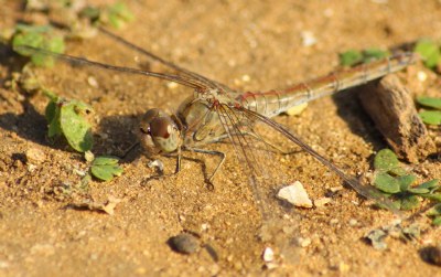 A Dragon Fly's Rest