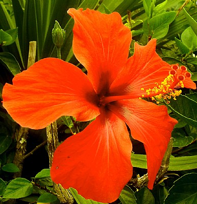 Red Hibiscus