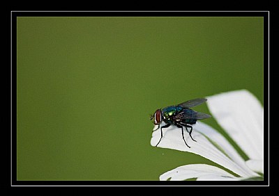 A Fly on a flower