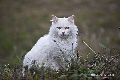 Maneki Neko