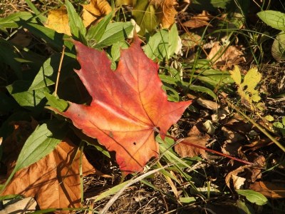 Red autumn