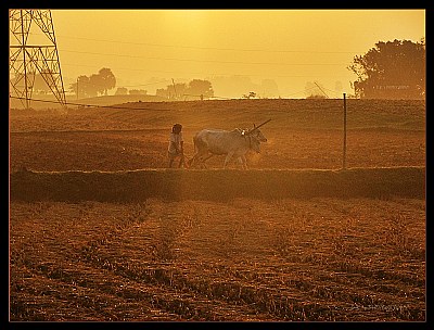 Morning Cultivation