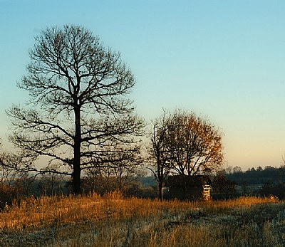 Shepherd's hut and the old oak tree