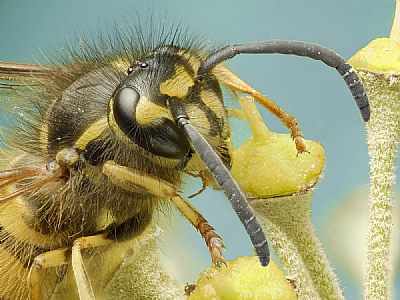 Nectar Licking Wasp