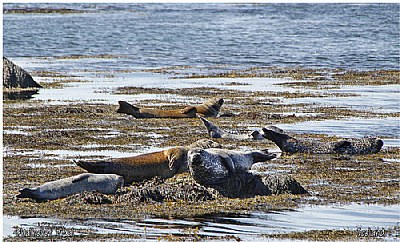 Seals colony at Iceland