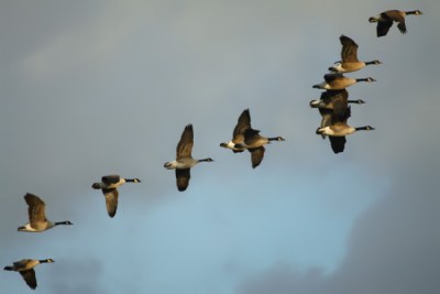 Canadian geese.