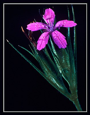 Wild Flower 1981