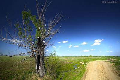 Lonely tree