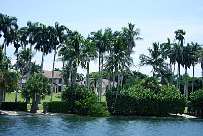 Palm Trees & House