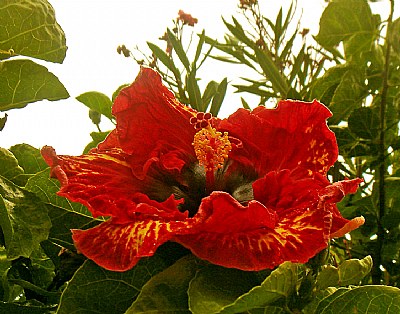 Hawaian Hibiscus 2