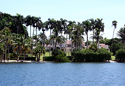 Palm Trees & House