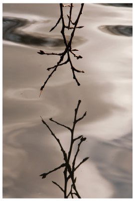 Branch