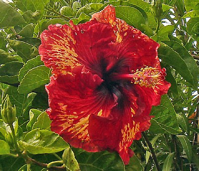 Hawaian Hibiscus