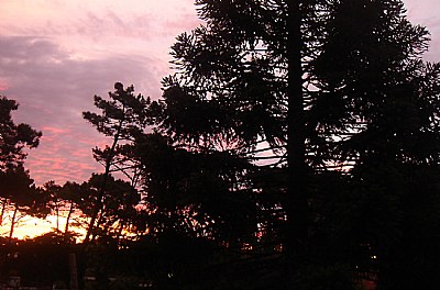 Trees & Sunset