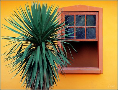 Window & Palm