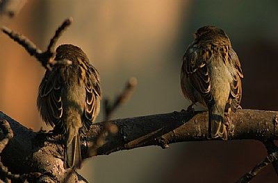 day when I was ignored sparrows