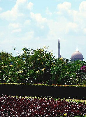 Flower & Distant View