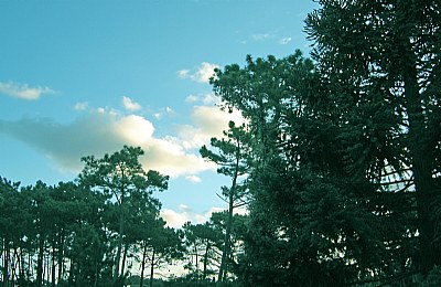 Clouds & Trees