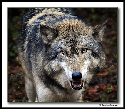 Wolf (d6115)