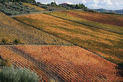 Vineyard in autumn 2