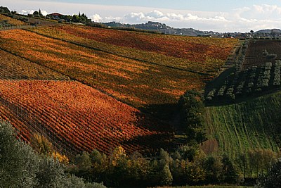 Vineyard in autumn 3