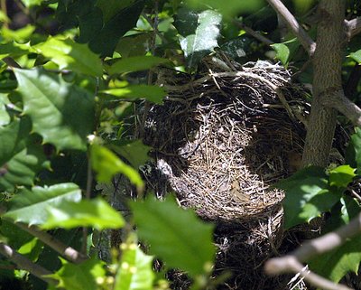 Empty nest syndrome