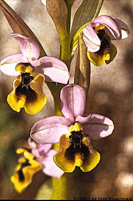 Orchids of the Torcal