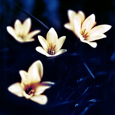 Lilies