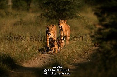 Lion (Panthera leo)