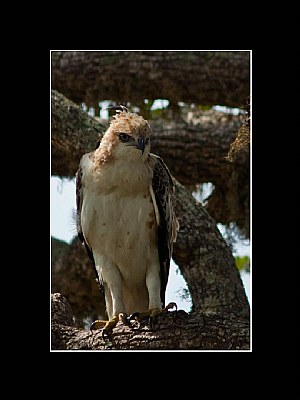 Crested Hawk-Eagle (Juvenile)