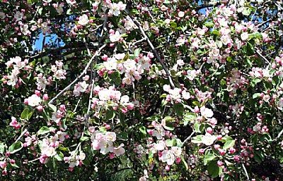 Floral Bush