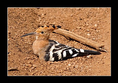 Hoopoe