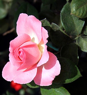 Rosebud