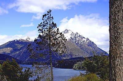 Trees & Mountain