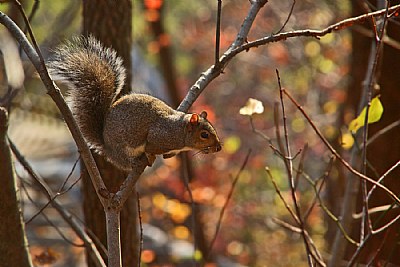 new river gorge np squirrel 4