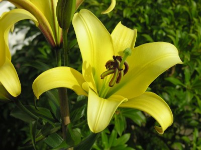 Yellow Lily