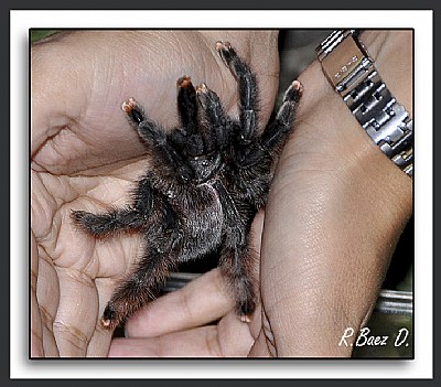 tarantula pata rosada