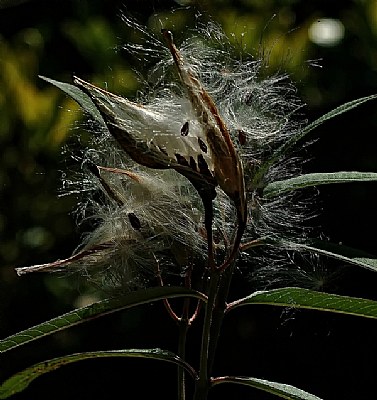 Milkweed seed blowing away