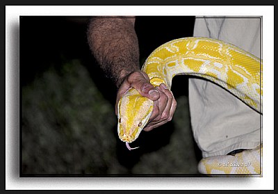 Asian Constrictor Reptail