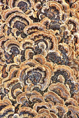 Fungi Patterns
