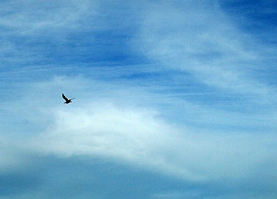 Sky & Aircraft