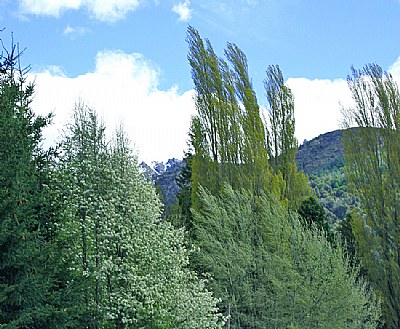 Trees & Mountains